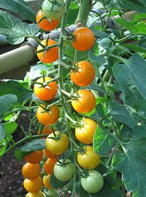 ����� ��������