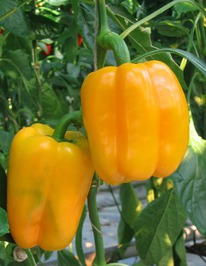 ����� F1 ���������