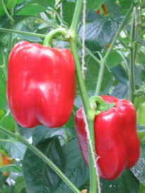 ����� F1 ��������