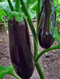 �������� F1 ���������. �������!