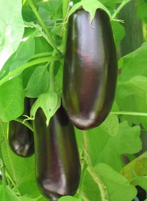 �������� ���������