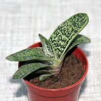 �������� ����� �����