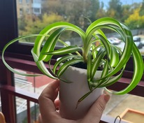 ���������� �����