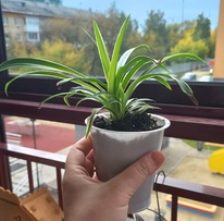 ���������� ��������