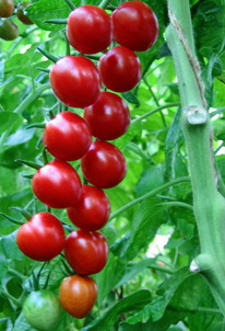 ����� ������