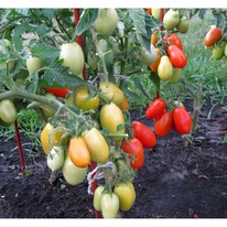 ����� ������